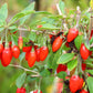 100 HIMALAYAN Tibetan GOJI BERRY Fruit Wolfberry Bush Lycium Barbarum Seeds
