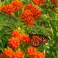 30 ORANGE BUTTERFLY MILKWEED Asclepias Tuberosa Flower Seeds