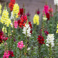 2000 SNAPDRAGON CORONA MIX Antirrhinum Majus Flower Seeds