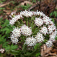 100 ARCTIC SWEET COLTSFOOT Petasites Frigidus Sun Shade Moist White Pink Flower Herb Seeds