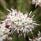 100 ARCTIC SWEET COLTSFOOT Petasites Frigidus Sun Shade Moist White Pink Flower Herb Seeds