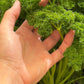 1500 TRIPLE CURLED PARSLEY Petroselinum Hortensis Herb Vegetable Seeds