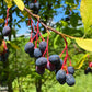 15 INDIAN PLUM Osoberry Oregon Oso Berry Oemleria Cerasiformis Fruit Shrub Seeds