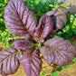 1500 RED GIANT MUSTARD Ornamental Japanese Greens Herb Vegetable Brassica Seeds