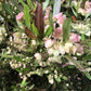 40 Mixed Colors FLORIDA HOPBUSH Dodonaea Viscosa Hawaiian Hopseed Flower Shrub Seeds