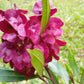 40 Mixed Colors FLORIDA HOPBUSH Dodonaea Viscosa Hawaiian Hopseed Flower Shrub Seeds