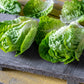 3000 PARRIS ISLAND Romaine LETTUCE Lactuca Sativa Vegetable Seeds