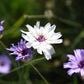 25 WHITE CUPID'S DART Love Plant Catananche Caerulea Flower Seeds