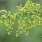 1000 SWEET WORMWOOD Artemisia Annua Sweet Annie Mugwort Sagewort Fragrant Herb Seeds