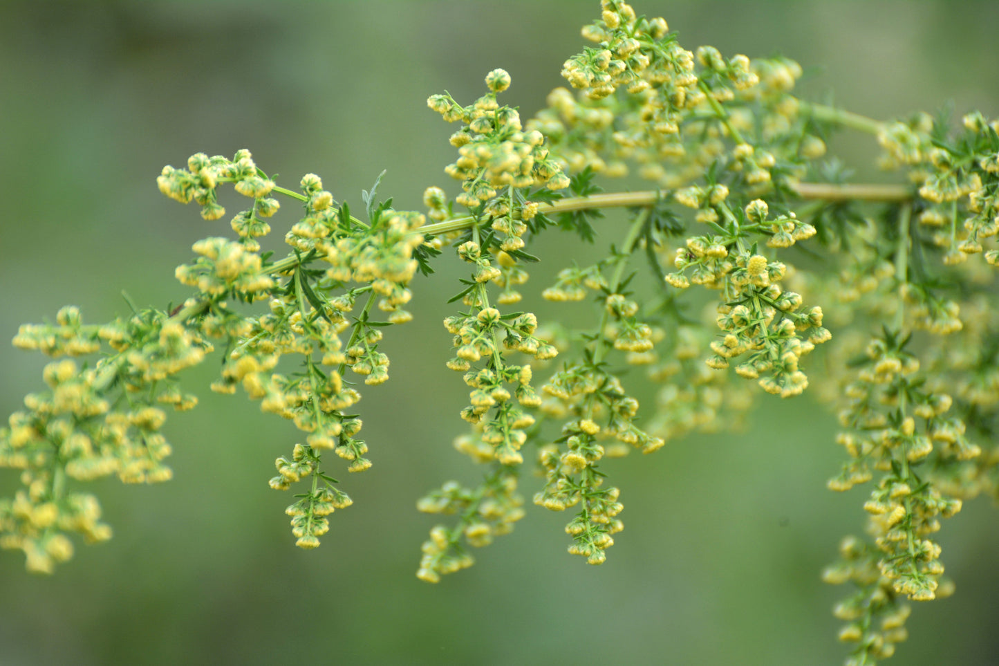 1000 SWEET WORMWOOD Artemisia Annua Sweet Annie Mugwort Sagewort Fragrant Herb Seeds