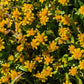 1500 CALIFORNIA SUNSHINE GOLDFIELDS Lasthenia Glabrata Yellow Flower Seeds