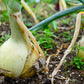 500 Sweet WHITE SPANISH ONION Allium Cepa Vegetable Seeds