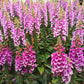1000 PINK FOXGLOVE Digiitalis Purpurea Flower Seeds