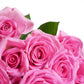 5 PINK ROSE Rosa Bush Shrub Perennial Flower Seeds