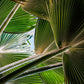 30 CALIFORNIA FAN PALM Tree Petticoat Arizona Desert Washingtonia Filifera Seeds