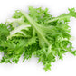 3000 GREEN CURLED ENDIVE (Frisée / Salad Endive / Moss Curled Endive / Escarole) Cichorium Endivia Vegetable Seeds
