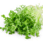 3000 GREEN CURLED ENDIVE (Frisée / Salad Endive / Moss Curled Endive / Escarole) Cichorium Endivia Vegetable Seeds