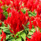 100 RED Forest Fire COCKSCOMB CELOSIA Plumosa Seeds