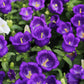 100 MIXED CANTERBURY BELLS - Crown Mix Campanula Medium Flower Seeds