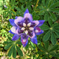 100 ARROYO LUPINE (Hollowleaf Lupine / Succulent Lupine) Lupinus Succulentus Flower Seeds