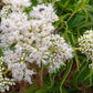 200 TALL WHITE BONESET (Thoroughwort) Eupatorium Perfoliatum Flower Seeds