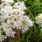 50 Mixed Colors JOE PYE WEED Eupatorium Maculatum Flower Seeds