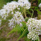 200 TALL WHITE BONESET (Thoroughwort) Eupatorium Perfoliatum Flower Seeds