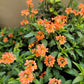 10 ORANGE MARMALADE CROSSANDRA Infundibuliformis Firecracker Flower Houseplant Seeds