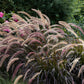 25 PURPLE FOUNTAIN GRASS Ornamental Pennisetum Setaceum Dark Burgundy Flower Seeds