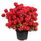 10 RED CUMBERLAND AZALEA Rhododendron Cumberlandense Bush Shrub Flower Seeds