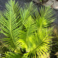 5 BAMBOO PALM Chamaedorea Seifrizii Reed or Parlor Palm Tree Sun Shade Houseplant Seeds