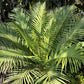 5 BAMBOO PALM Chamaedorea Seifrizii Reed or Parlor Palm Tree Sun Shade Houseplant Seeds