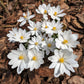 10 White BLOODROOT Sanguinaria Canadensis Shade Ground Cover Flower Seeds