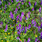 100 HAIRY CROWN VETCH (Russian Vetch) Vicia Villosa Flower Vine Seeds