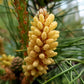 10 RED Japanese PINE TREE Korean Pinus Densiflora Evergreen Seeds