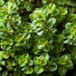 100 MOTHER OF THYME aka Lemon Broadleaved Large Thyme Thymus Pulegioides Herb Pink Flower Seeds