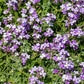 500 EVENING ( night ) SCENTED STOCK Matthiola Longipetala Bicornis Flower Seeds