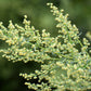1000 SWEET WORMWOOD Artemisia Annua Sweet Annie Mugwort Sagewort Fragrant Herb Seeds