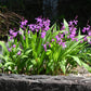 50 Hardy CHINESE GROUND ORCHID Bletilla Striata Purple Flower Seeds