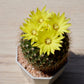 50 CACTUS MIX 'Finest Mixed' Succulent Flower Plant Seeds