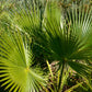 30 CALIFORNIA FAN PALM Tree Petticoat Arizona Desert Washingtonia Filifera Seeds