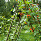 25 SCARLET RUNNER Pole BEAN Ornamental Red Flowers Phaseolus Vulgaris Vegetable Seeds