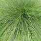 200 PRAIRIE DROPSEED Ornamental Native Grass Sporobolus Heterolepis Seeds