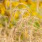 500 CANADIAN RYE Elymus Canadensis Grain Grazing Grass Ground Cover Seeds