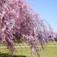 10 WEEPING HIGAN CHERRY Tree Japanese Prunus Subhirtella Pendula Pink Flower Seeds