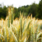300 Wrens Abruzzi WINTER RYE Secale Cereale Grain Cover Crop Seeds