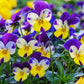250 JOHNNY JUMP UP Helen Mount Violet Viola Tricolor Flower Seeds