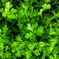 1500 WRINKLED CRINKLED CRESS Garden Lepidium Sativum Greens Vegetable Seeds