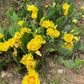 10 Yellow PRICKLY PEAR CACTUS Nopal Opuntia Ficus-Indica Flower Purple Fruit Seeds