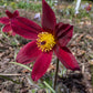 10 RED ANEMONE Pulsatilla Vulgaris PASQUE Flower Seeds